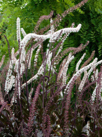 świecznica, świecznica Brunette, świecznica o ciemnych liściach, cimicifuga, pluskwica groniasta, actaea, pachnące kwiaty