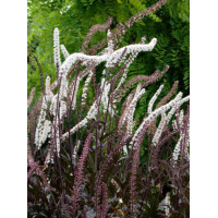 świecznica, świecznica Brunette, świecznica o ciemnych liściach, cimicifuga, pluskwica groniasta, actaea, pachnące kwiaty