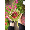 Rojnik BigSam™ 'Pink Pomelo' | Sempervivum