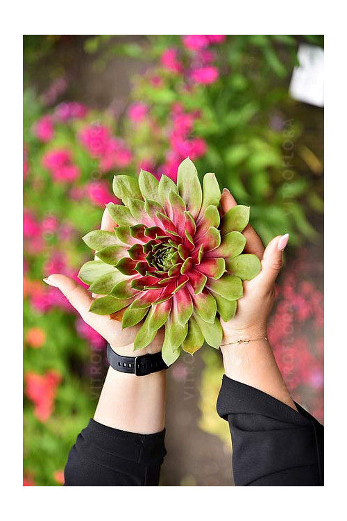 Rojnik BigSam™ 'Pink Pomelo' | Sempervivum