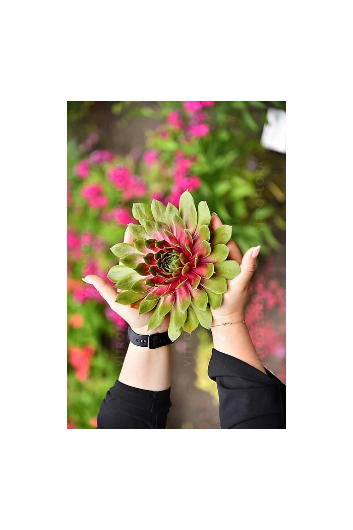 Rojnik BigSam™ 'Pink Pomelo' | Sempervivum