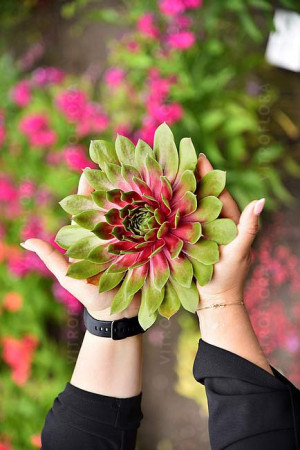 Rojnik BigSam™ 'Pink Pomelo' | Sempervivum