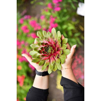 Rojnik BigSam™ 'Pink Pomelo' | Sempervivum