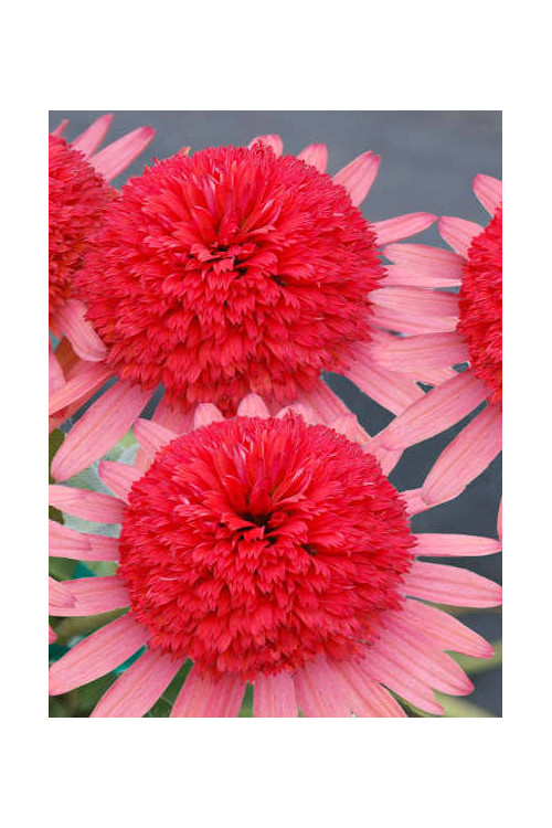 Jeżówka 'Secret Passion' Echinacea