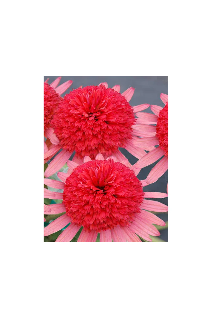 Jeżówka 'Secret Passion' Echinacea