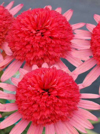 Jeżówka 'Secret Passion' Echinacea