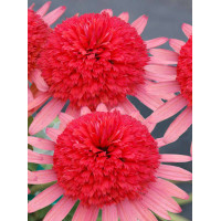 Jeżówka 'Secret Passion' Echinacea