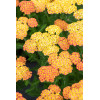 Krwawnik ogrodowy 'Skysail Yellow' | Achillea millefolia