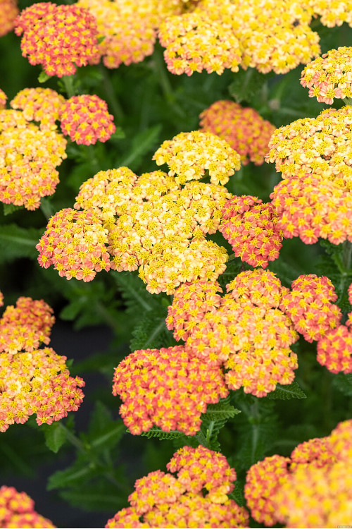Krwawnik ogrodowy 'Skysail Yellow' | Achillea millefolia