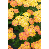 Krwawnik ogrodowy 'Skysail Yellow' | Achillea millefolia