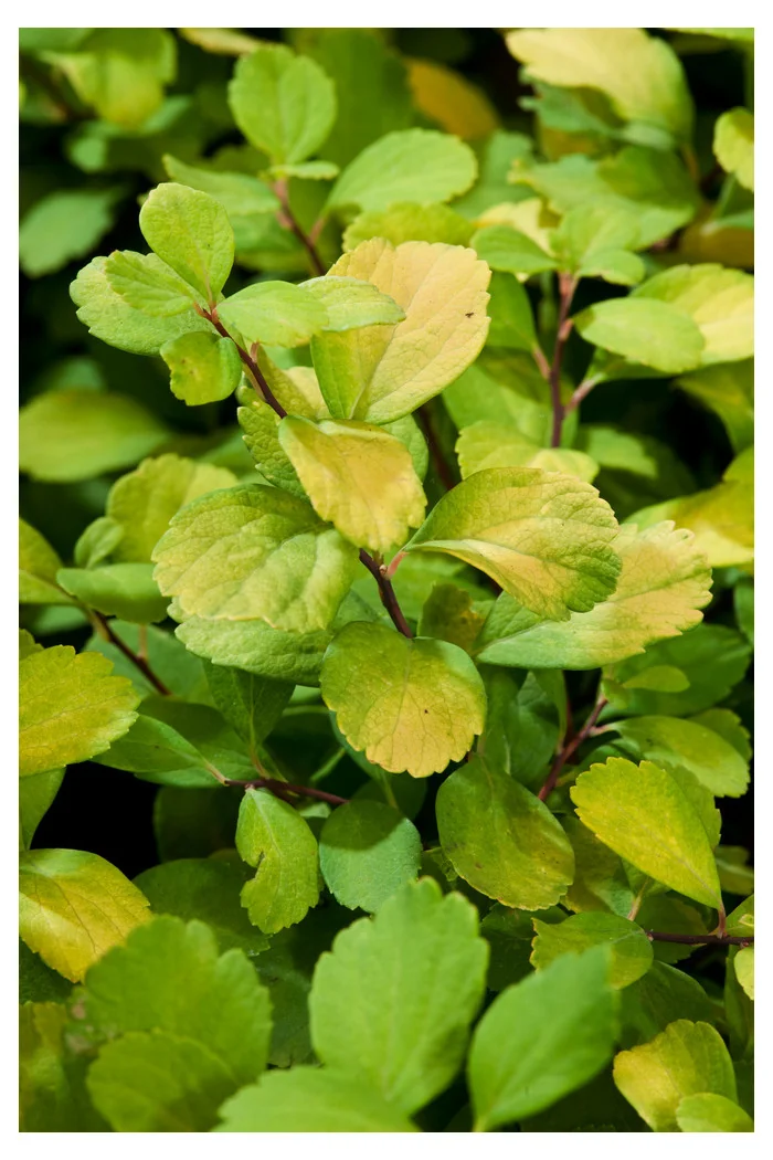 Tawuła brzozolistna 'Tor Gold' | Spiraea betulifolia