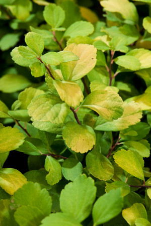 Tawuła brzozolistna 'Tor Gold' | Spiraea betulifolia