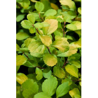 Tawuła brzozolistna 'Tor Gold' | Spiraea betulifolia