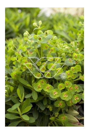 Wilczomlecz 'Tiny Tim' Euphorbia x martini