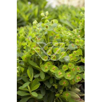 Wilczomlecz 'Tiny Tim' Euphorbia x martini