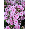 Floks wiechowaty 'Early Pink Candy' Phlox panniculata