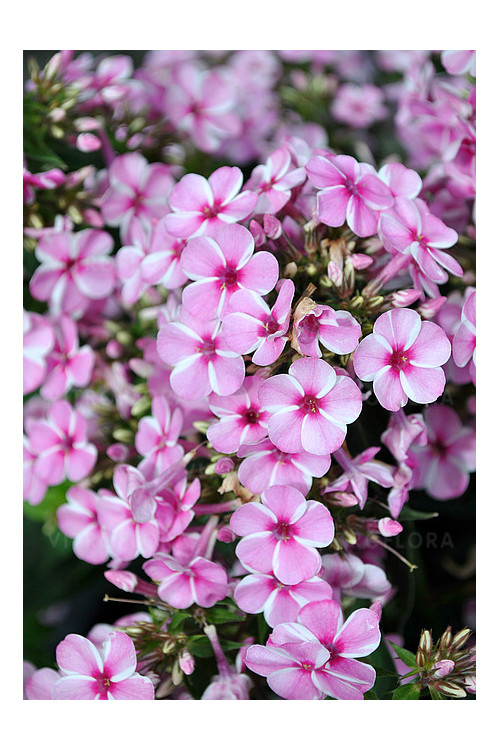 Floks wiechowaty 'Early Pink Candy' Phlox panniculata