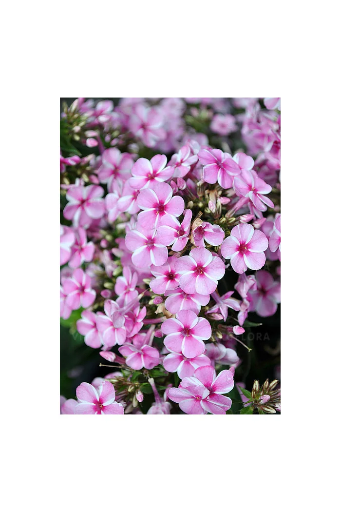 Floks wiechowaty 'Early Pink Candy' Phlox panniculata
