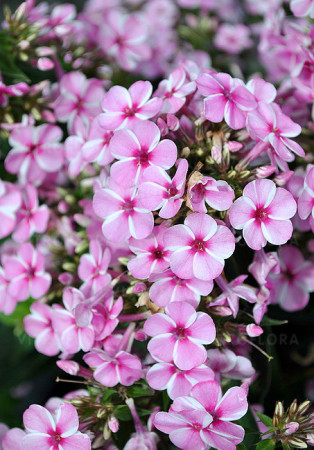 Floks wiechowaty 'Early Pink Candy' Phlox panniculata