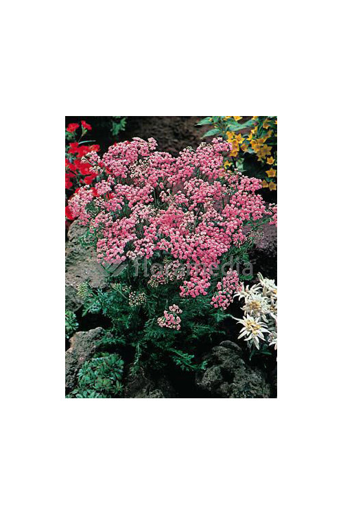 krwawnik, achillea, krwawnik wiązówkowaty, Krwawnik wiązówkowaty Lilac Beauty, krwawnik Lilac Beauty