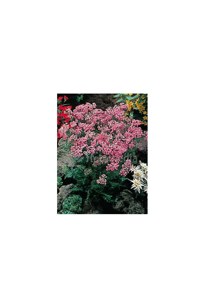 krwawnik, achillea, krwawnik wiązówkowaty, Krwawnik wiązówkowaty Lilac Beauty, krwawnik Lilac Beauty