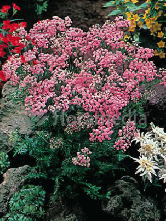 krwawnik, achillea, krwawnik wiązówkowaty, Krwawnik wiązówkowaty Lilac Beauty, krwawnik Lilac Beauty