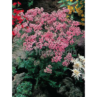 krwawnik, achillea, krwawnik wiązówkowaty, Krwawnik wiązówkowaty Lilac Beauty, krwawnik Lilac Beauty