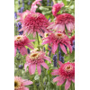 Jeżówka 'Pink Double Delight' | Echinacea