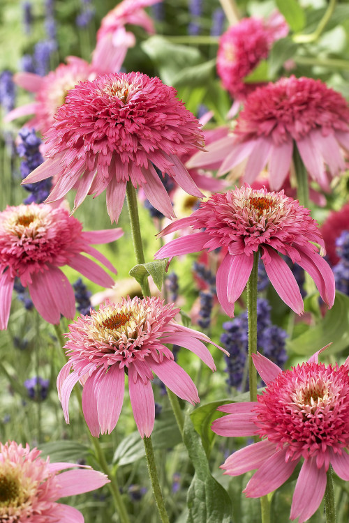 Jeżówka 'Pink Double Delight' | Echinacea