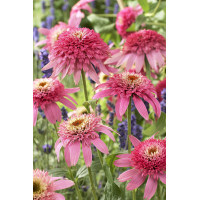 Jeżówka 'Pink Double Delight' | Echinacea