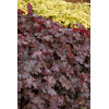 Żurawka 'Chocolate Ruffles' Heuchera