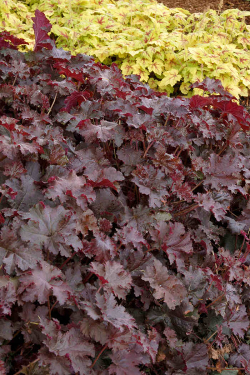Żurawka 'Chocolate Ruffles' Heuchera