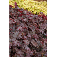 Żurawka 'Chocolate Ruffles' Heuchera