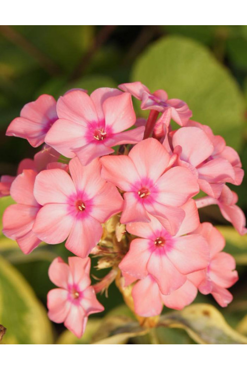 Floks wiechowaty 'Becky Towe' Phlox paniculata