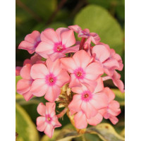 Floks wiechowaty 'Becky Towe' Phlox paniculata