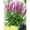 Szałwia Sensation 'Medium Deep Rose' | Salvia