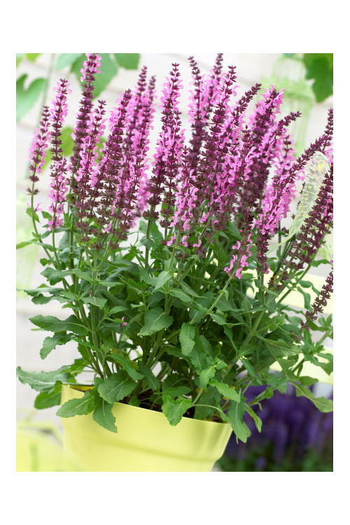 Szałwia Sensation 'Medium Deep Rose' | Salvia