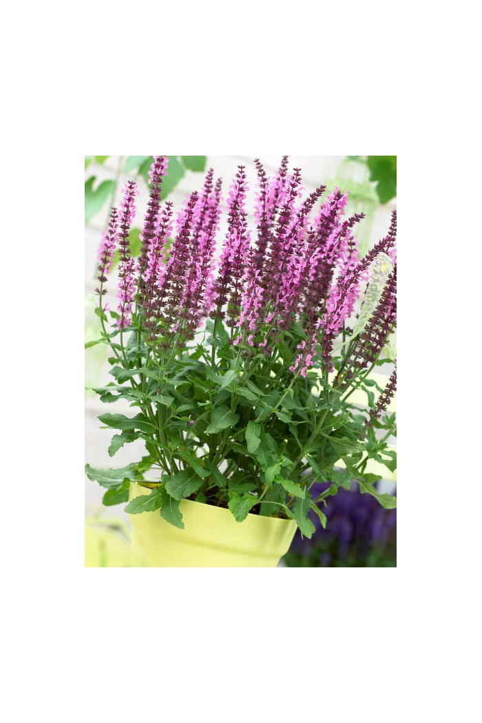Szałwia Sensation 'Medium Deep Rose' | Salvia