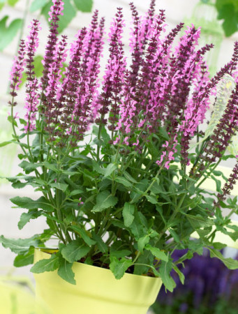 Szałwia Sensation 'Medium Deep Rose' | Salvia
