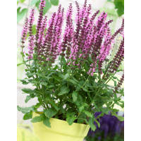 Szałwia Sensation 'Medium Deep Rose' | Salvia