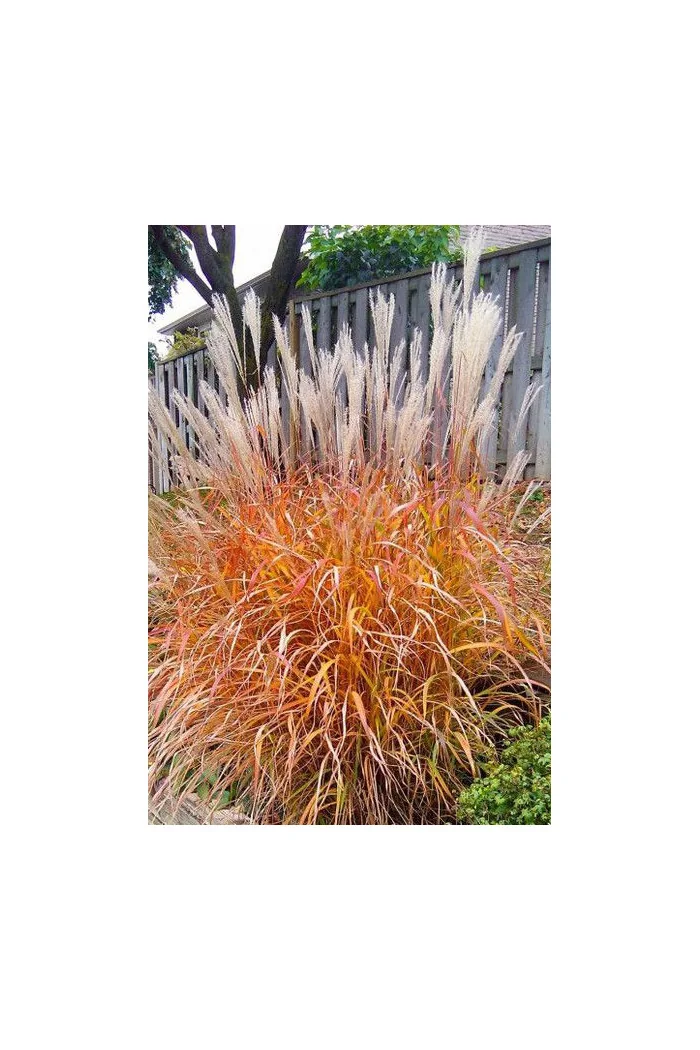 Miskant chiński 'Purple Fall' | Miscanthus sinensis