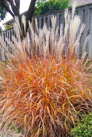 Miskant chiński 'Purple Fall' | Miscanthus sinensis