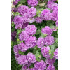 Surfinia 'Double Lilac'