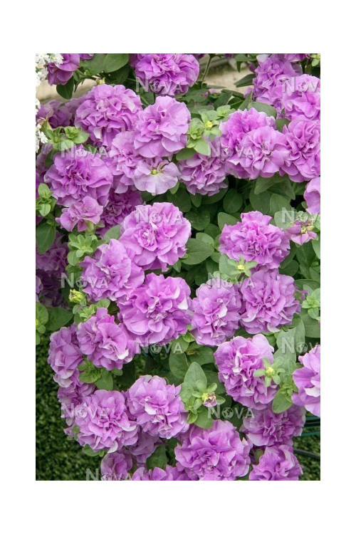 Surfinia 'Double Lilac'