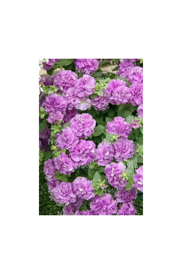Surfinia 'Double Lilac'