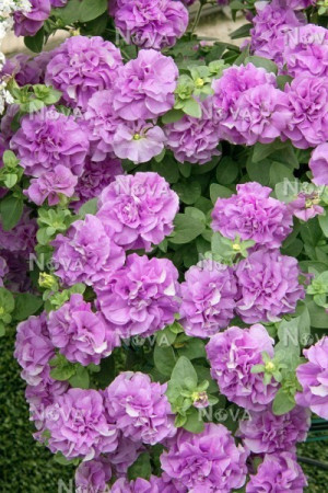 Surfinia 'Double Lilac'