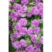 Surfinia 'Double Lilac'