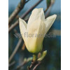 Magnolia 'Yellow River' syn. Fei Huang | Magnolia denudata