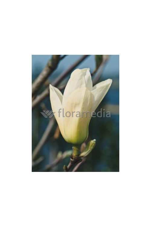 Magnolia 'Yellow River' syn. Fei Huang | Magnolia denudata