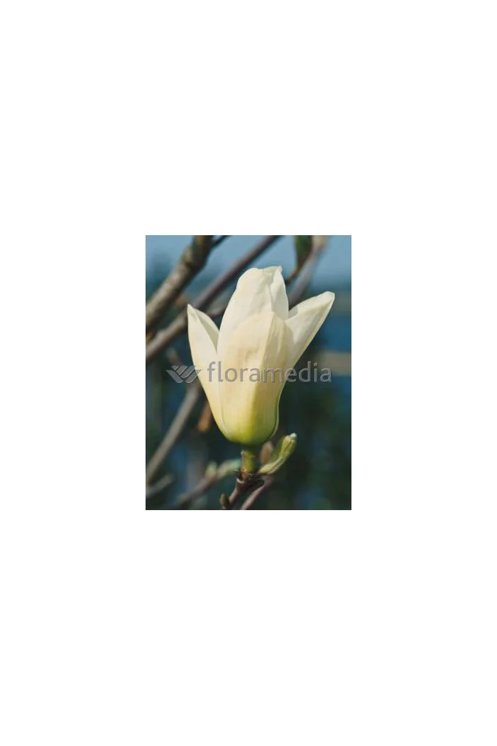 Magnolia 'Yellow River' syn. Fei Huang | Magnolia denudata